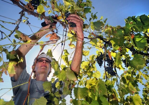 Harvest time